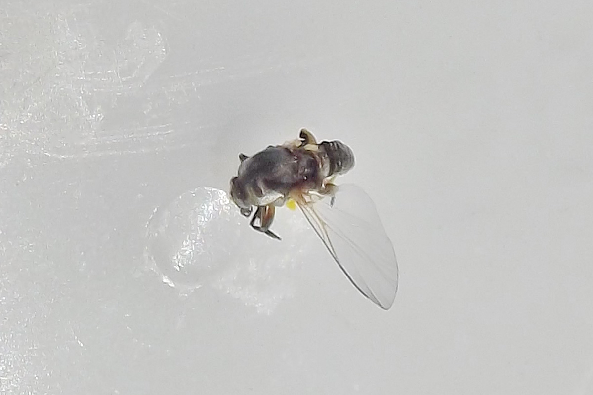 Simuliidae; Simulium sp., femmina